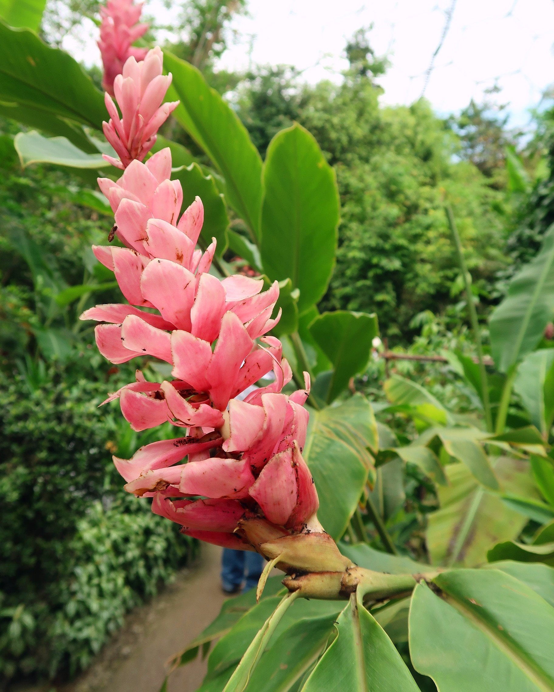Cornwall itinerary - Eden Project pink flower 2 CREDIT Minka Guides